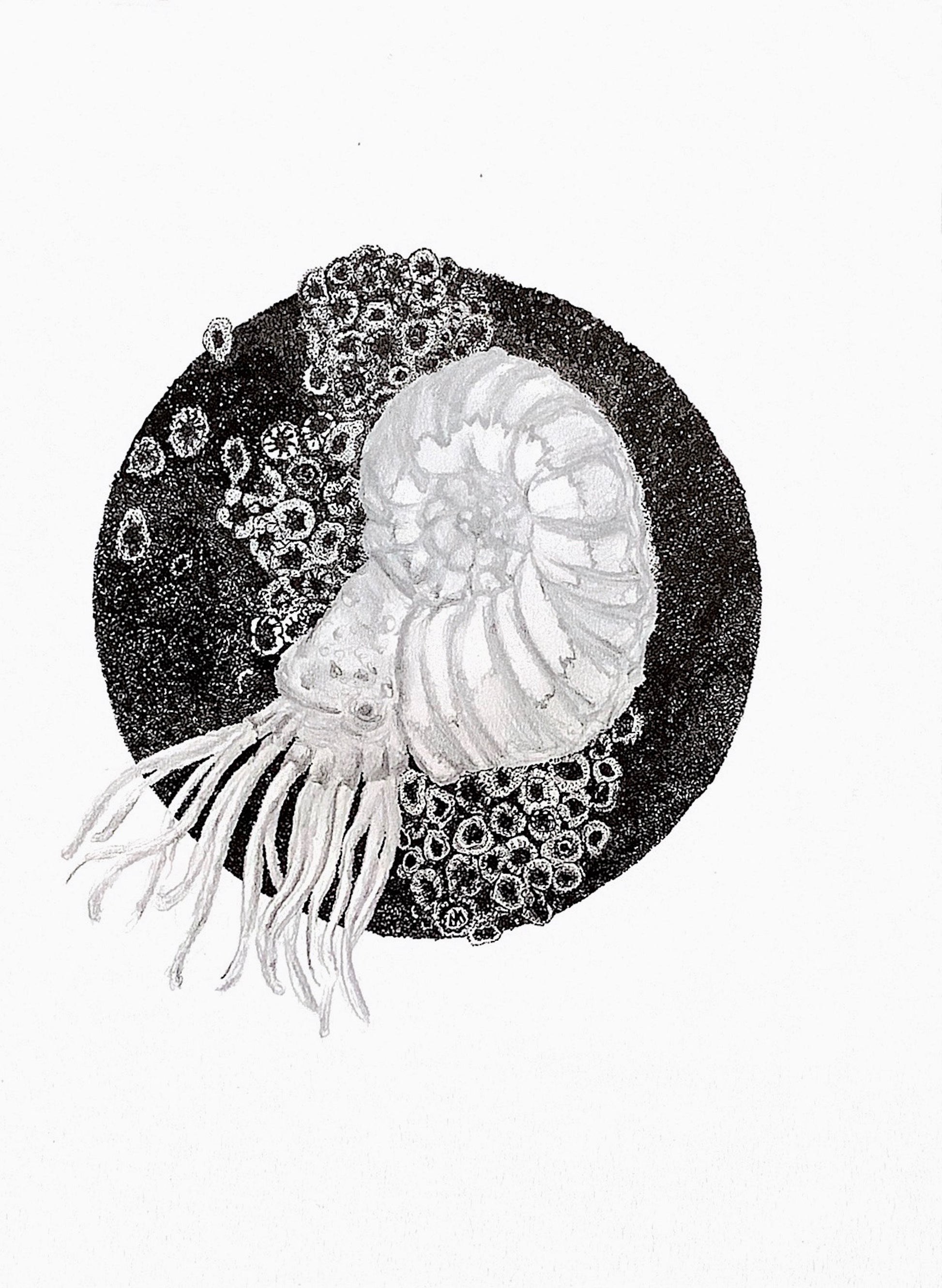 Ammonite, 4 x 6 postcard